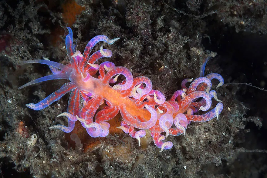 Sên biển Donut Nudibranch.