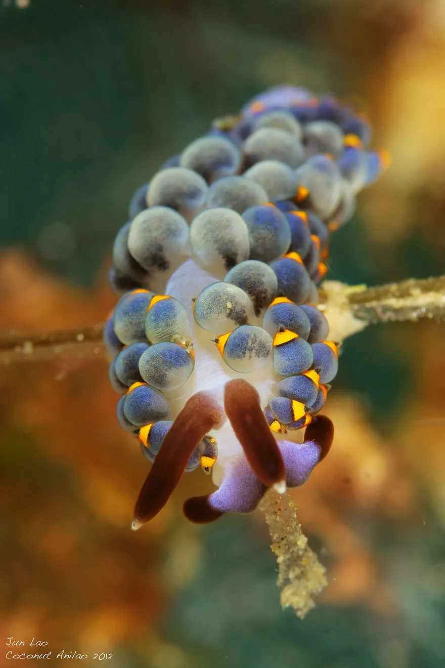Sên biển Phyllodesmium Serratum lại giống như một chùm nho.