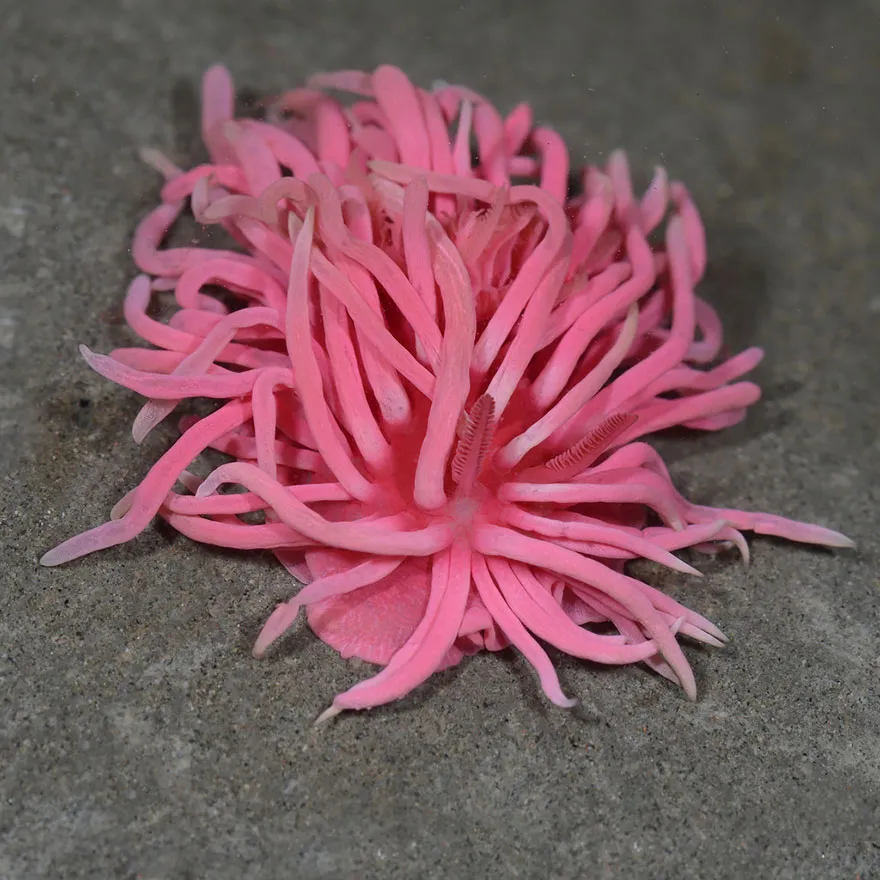Sên biển Flabellina lại gần như chiếc chổi lau nhà màu hồng.