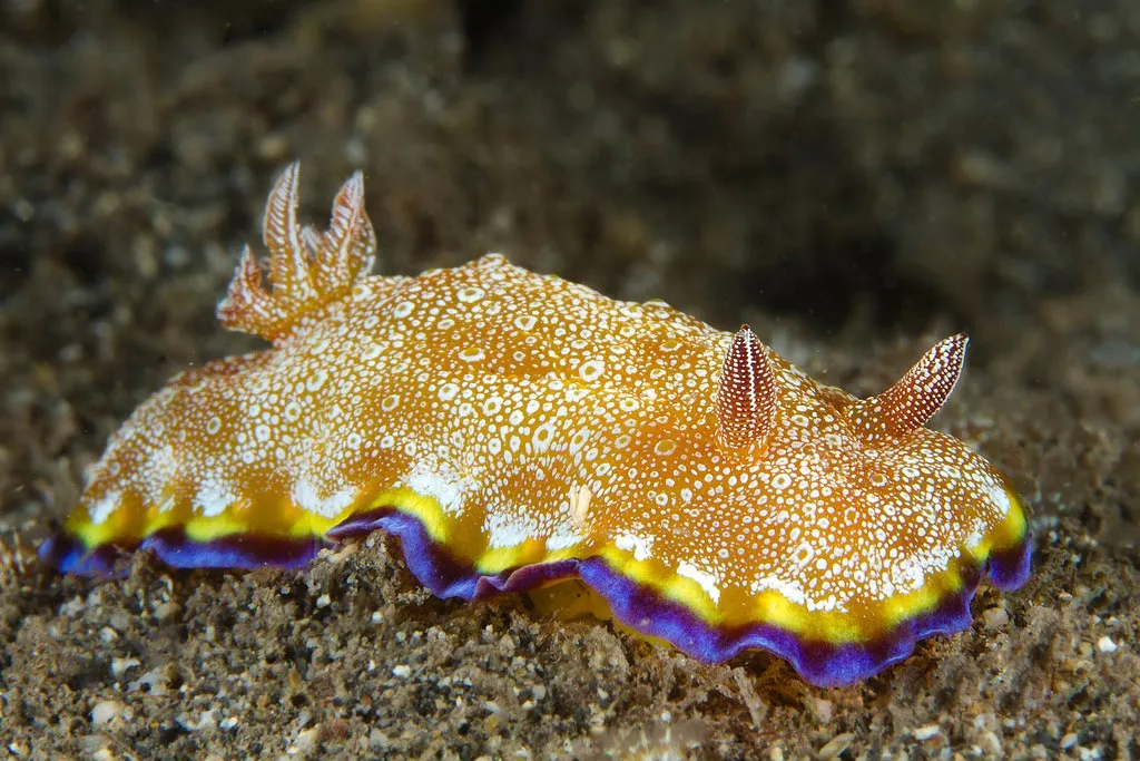 Sên biển Goniobranchus Albopunctatus.