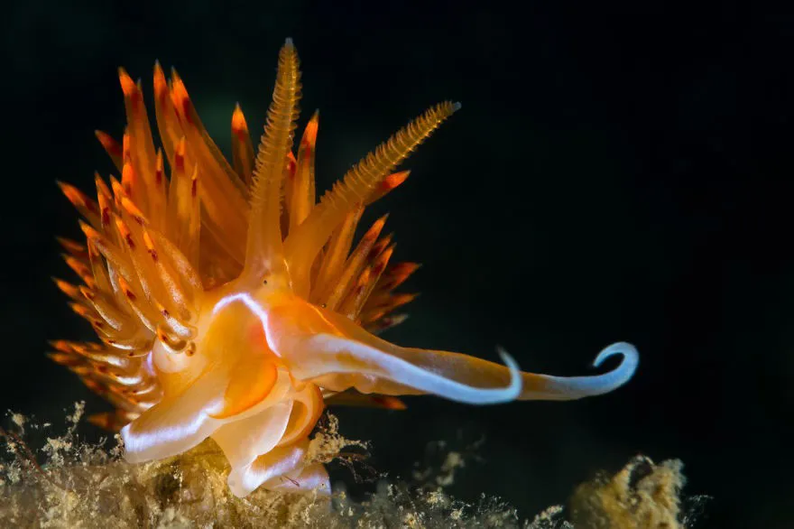 Sên biển Mexichromis Multituberculata sở hữu những chiếc tua dài mềm mại màu cam.