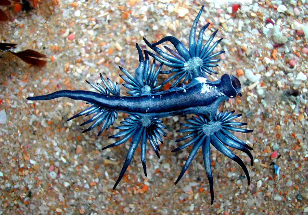 Thiên thần xanh (Glaucus Atlanticus) có tên gọi đặc biệt nhờ cấu tạo cơ thể đặc biệt cùng màu xanh lam đẹp mắt.