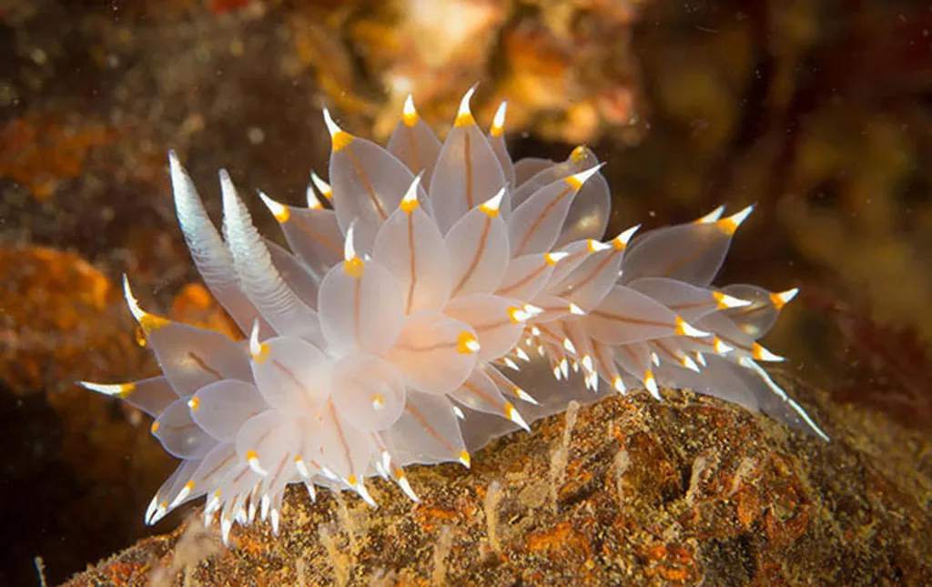 Loài sên biển kỳ lạ này có tên khoa học Phyllodesmium Poindimiei.