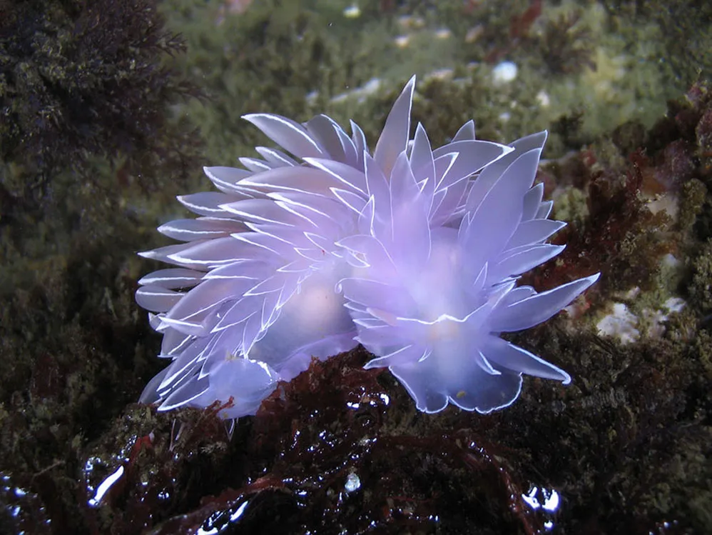 Sên biển Cadlinella Ornatissima trông không khác một bông hoa.
