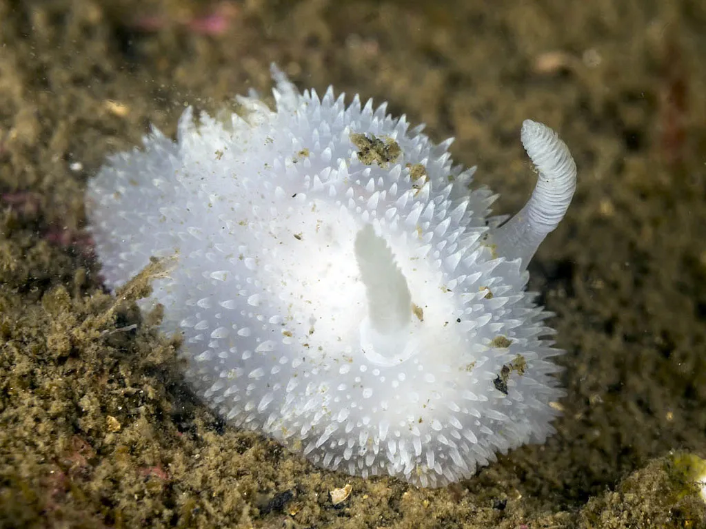 Loài sên được gọi với tên Thỏ biển (Acanthodoris Pilosa) vì ngoại hình khá giống một chú thỏ bông trắng muốt.