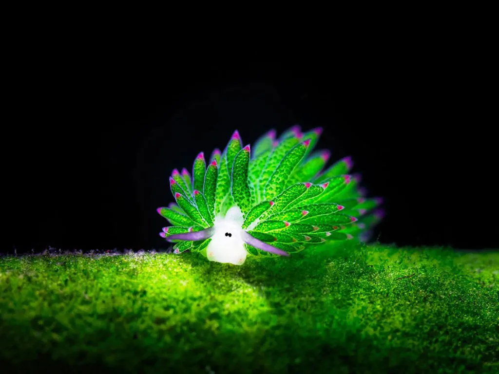 Loài sên biển có tên gọi "Cừu biển" (Costasiella Kuroshimae) có ngoại hình giống như loài cừu.
