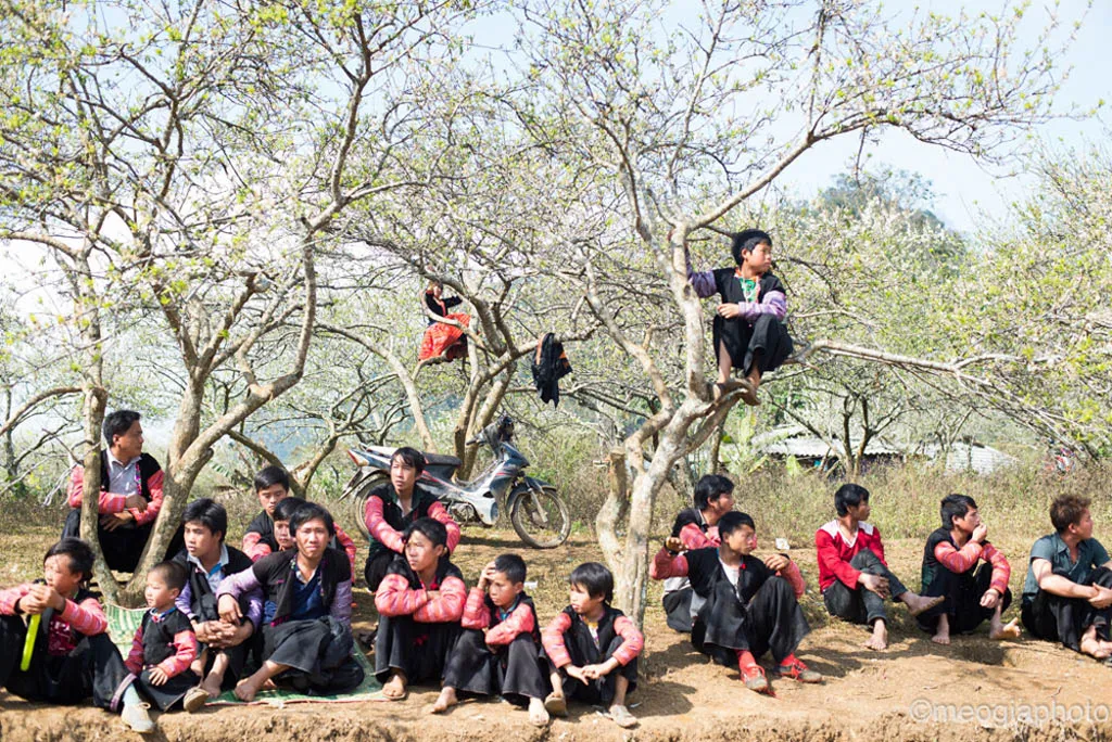 Năm nay mùa hoa mận nở đúng dịp Tết truyền thống của người H'Mông nên dân bản đều mặc quần áo mới đi chơi Tết.