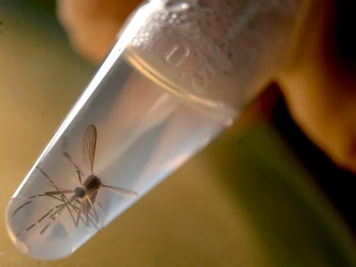 Virus Zika lây truyền qua loại muỗi Aedes aegypti thường được biết đến là vật trung gian truyền nhiễm bệnh sốt vàng da.