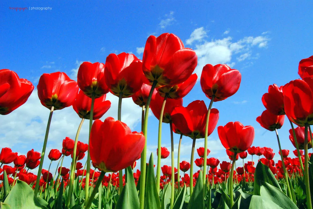 Giữa tháng 4 là mùa hoa Tulip của thành phố La Corner ở phía bắc của tiểu bang Washington. Tại đây có các nông trại với những cánh đồng hoa tulip bạt ngàn.