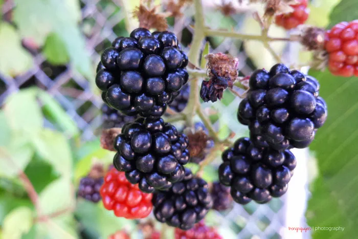 Cây dâu đen (blackberry) rất dễ phát triển và lại có nhiều gai nên được trồng nhiều để làm hàng rào.