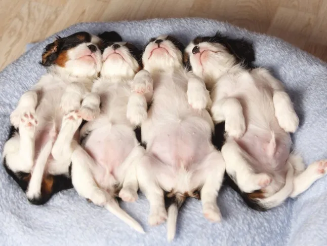 Chó nhỏ có thời gian chìm vào giấc ngủ sâu nhiều hơn so với chó lớn.