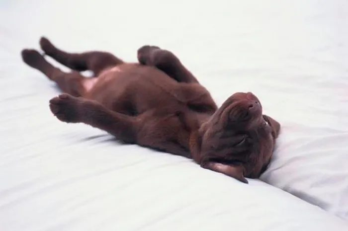 Hầu hết các động vật có vú đều có giấc mơ.