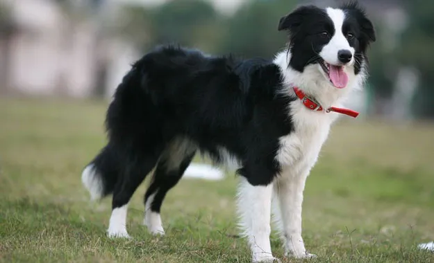 Border Collie ngày nay cũng không có sự khác biệt nhiều so với quá khứ.