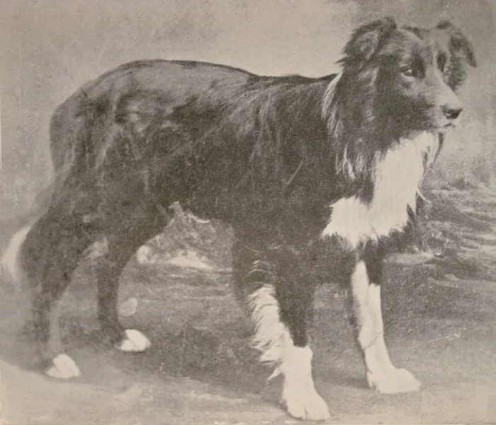 Đây là giống chó chăn cừu thuộc dòng Collie có nguồn gốc từ Anh.