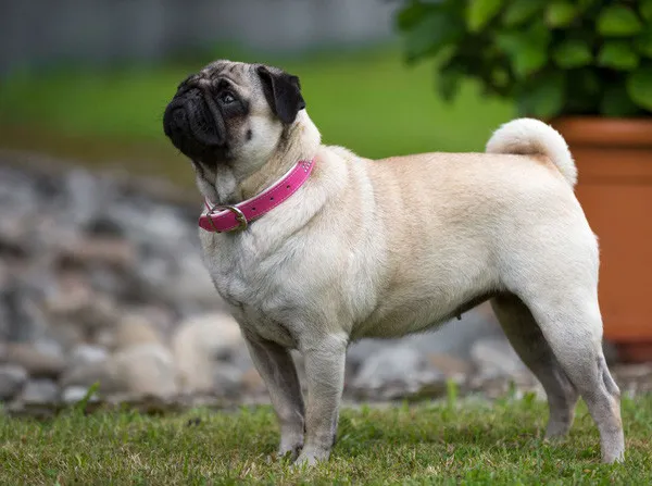 Phần lớn chó Pug ngày nay có phần... béo hơn.