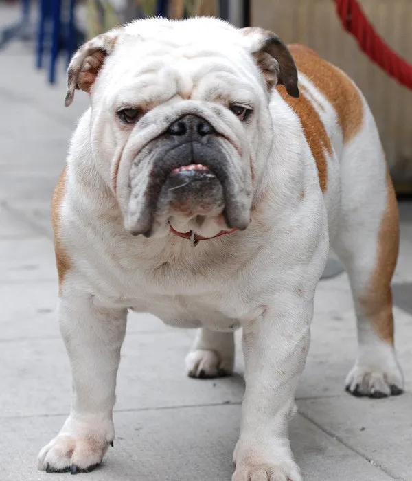 Bulldog ngày nay to lớn, nặng nề hơn, mặt cũng nhiều nếp nhăn hơn.