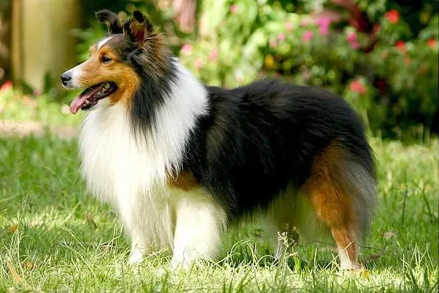 Sheltie của ngày hôm nay đã khác.