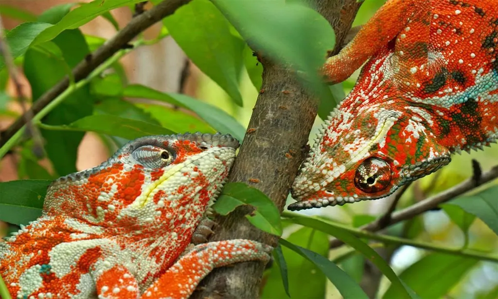 Bộ ảnh chủ đề các loài tắc kè hoa Madagascar bị đe dọa từ việc mất môi trường sống đoạt giải ba thể loại phóng sự ảnh thiên nhiên.
