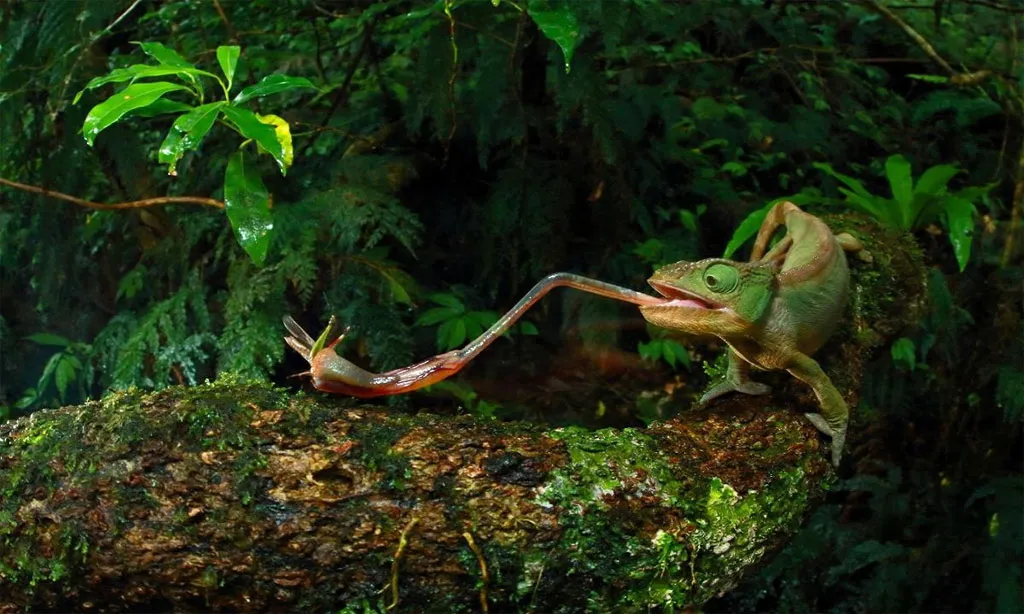 Một con tắc kè hoa cái Furcifer ambrensis phóng lưỡi bắt côn trùng.