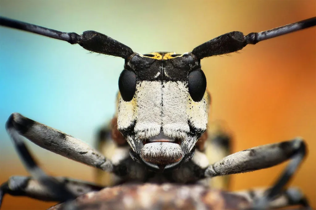 Bọ cánh cứng