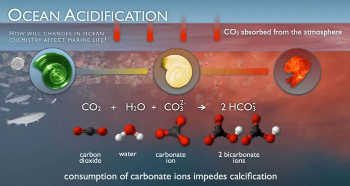Quy trình tác động của khí CO2 gây nên tình trạng axit hoá đại dương.