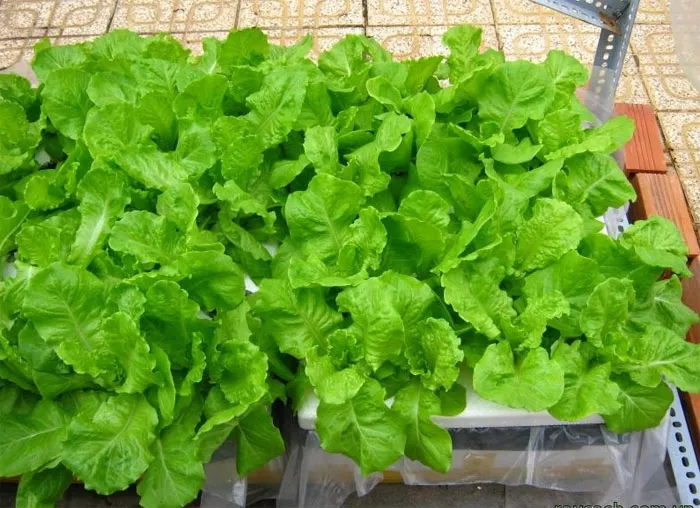 Trồng rau cải sạch tại nhà