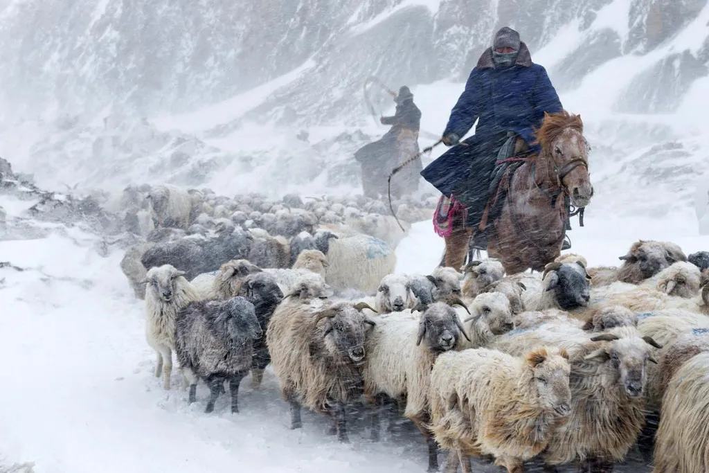 Người dân Kazakhs lùa đàn cừu đi tránh bão tuyết ở Yili, khu tự trị Xinjiang Uighur