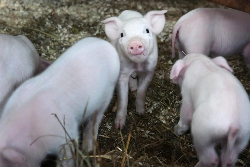 Một đàn heo con đang lớn nhanh ở Hancock Shaker Village