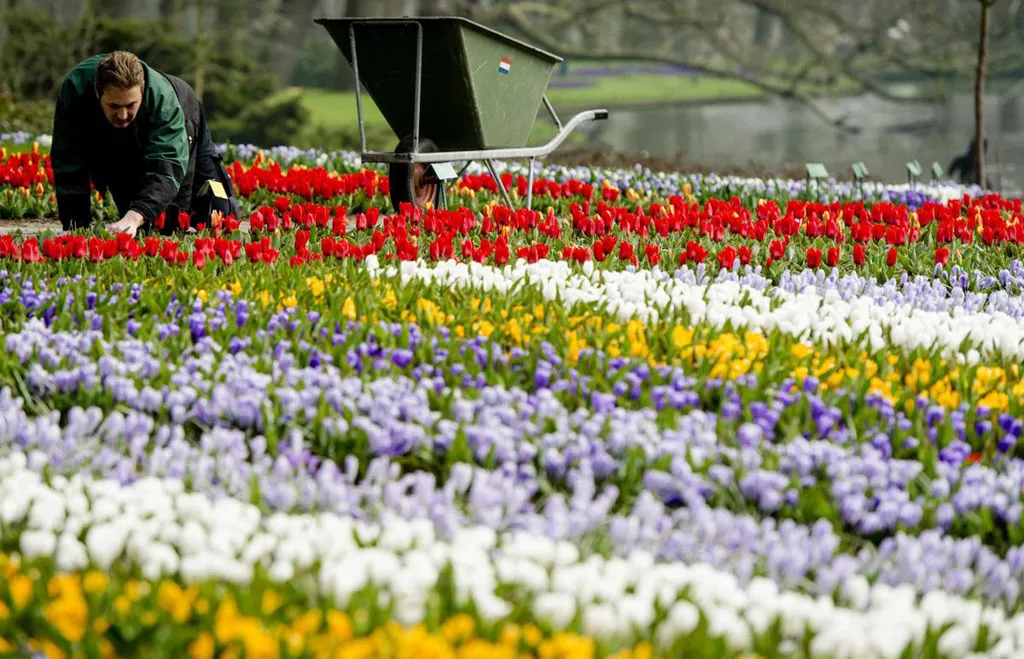 Một người làm vườn chăm chút cho từng bông hoa tuy-líp trên cánh đồng ở Keukenhof, Lisse, Hà Lan