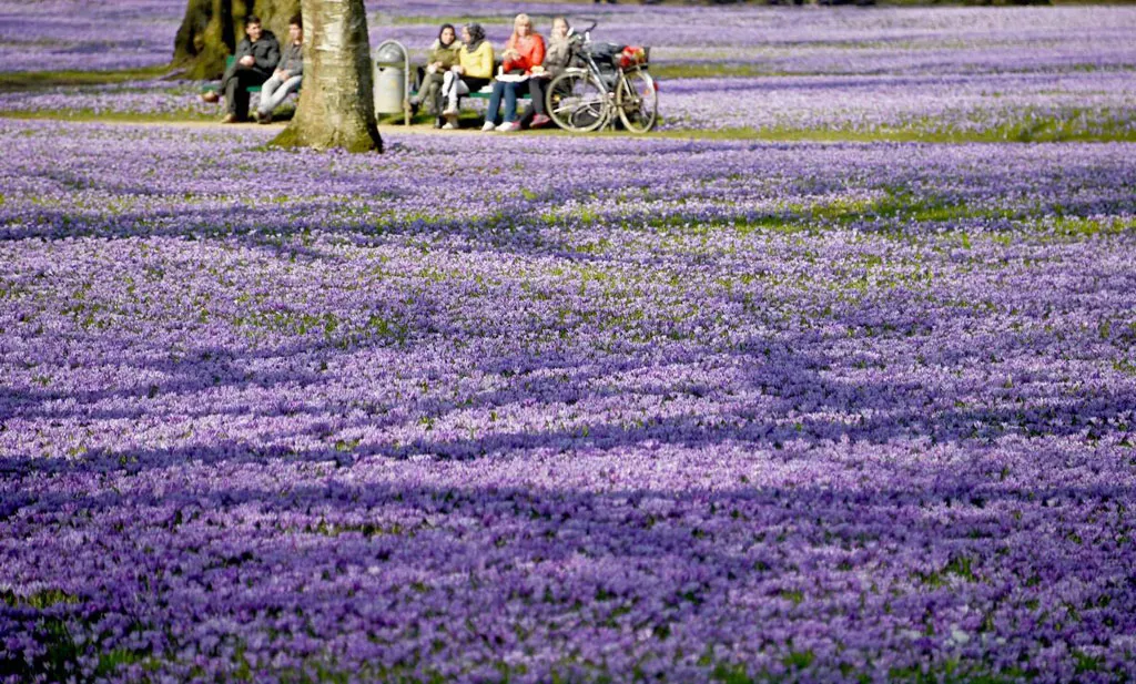 Hoa nghệ tây nở kín trên một khu đất ở Schlosspark, Husum, Đức