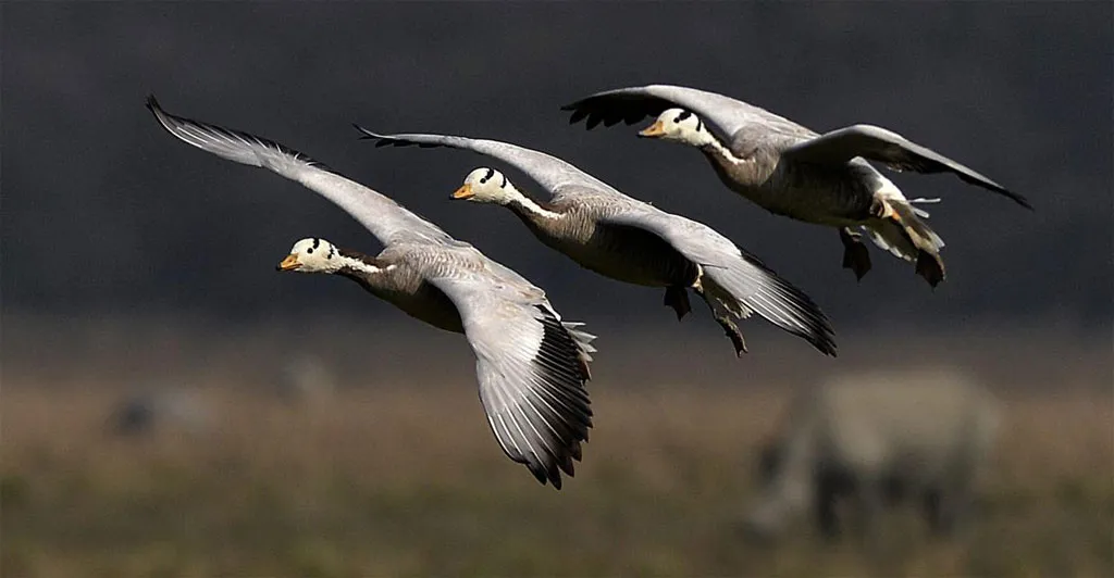 Những con ngỗng đầu sọc đáp xuống khu bảo tồn động vật hoang dã Pobitora Wildlife Sanctuary, ở Assam, Ấn Độ