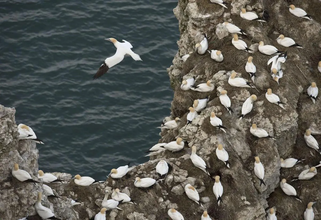 Những con chim điên (Gannet) làm tổ thành đàn bên vách đá Bempton, gần Bridlington, phía Bắc nước Anh