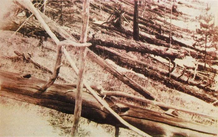 Những thân cây đổ rạp do vụ nổ thiên thạch Tunguska.