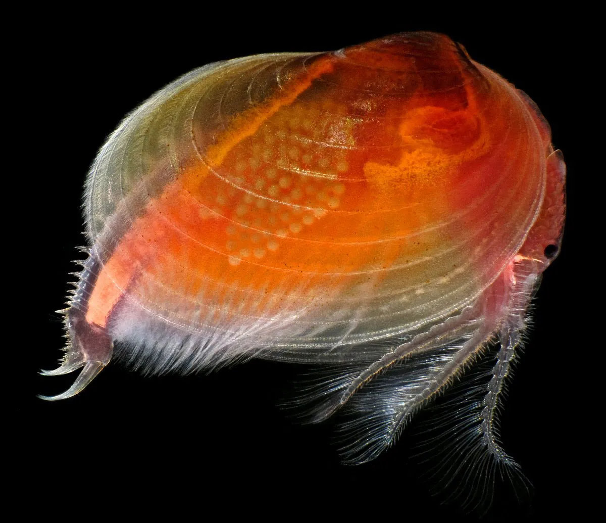 Một con tôm trai (Cyzicus californicus) (Độ phóng đại 25 lần)