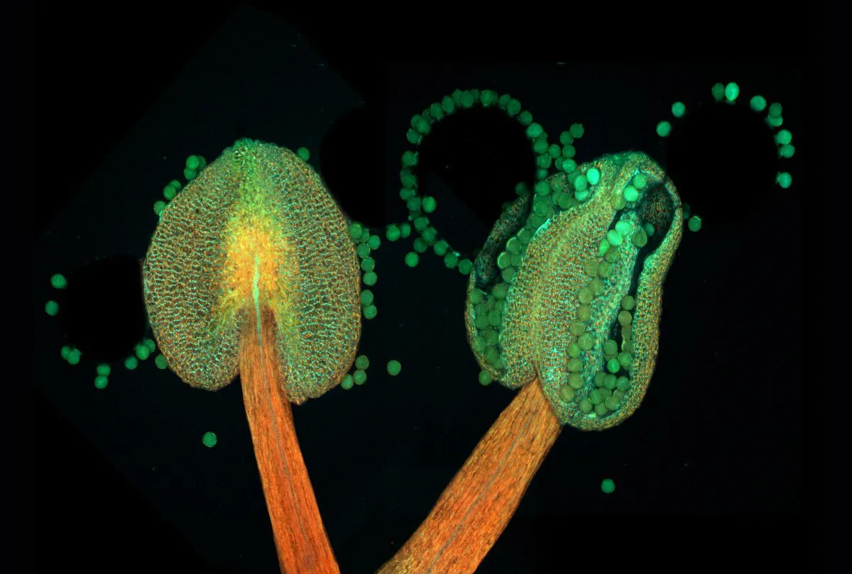 Arabidopsis đang nở hoa (một loại thực vật có hoa thuộc họ cải, độ phóng đại 20 lần)
