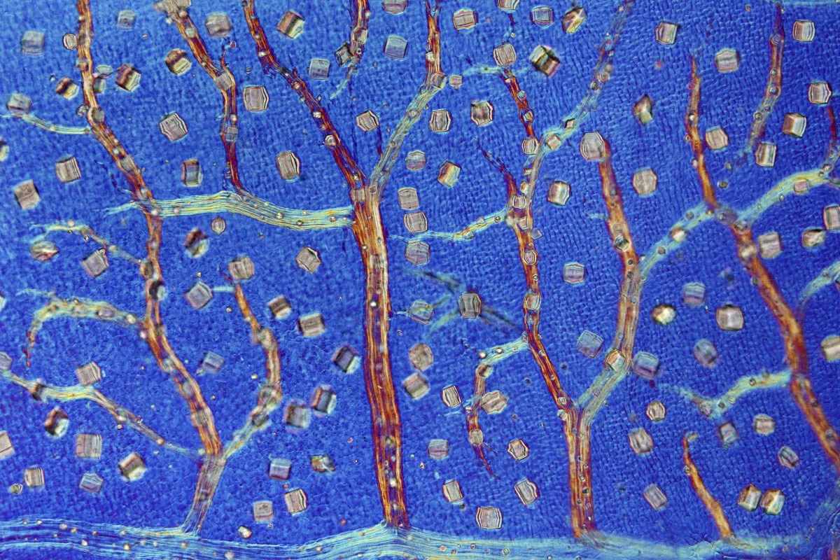Lá của cây phỉ đen (Trichocladus crinitus) đang sản sinh ra các tinh thể để chống lại các loại động vật tới ăn (độ phóng đại 100