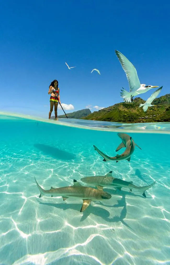 Những con cá mập ở Polynesia, Pháp