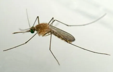 Muỗi Culex quinquefasciatus phổ biến gấp 20 lần muỗi Aedes aegypi.