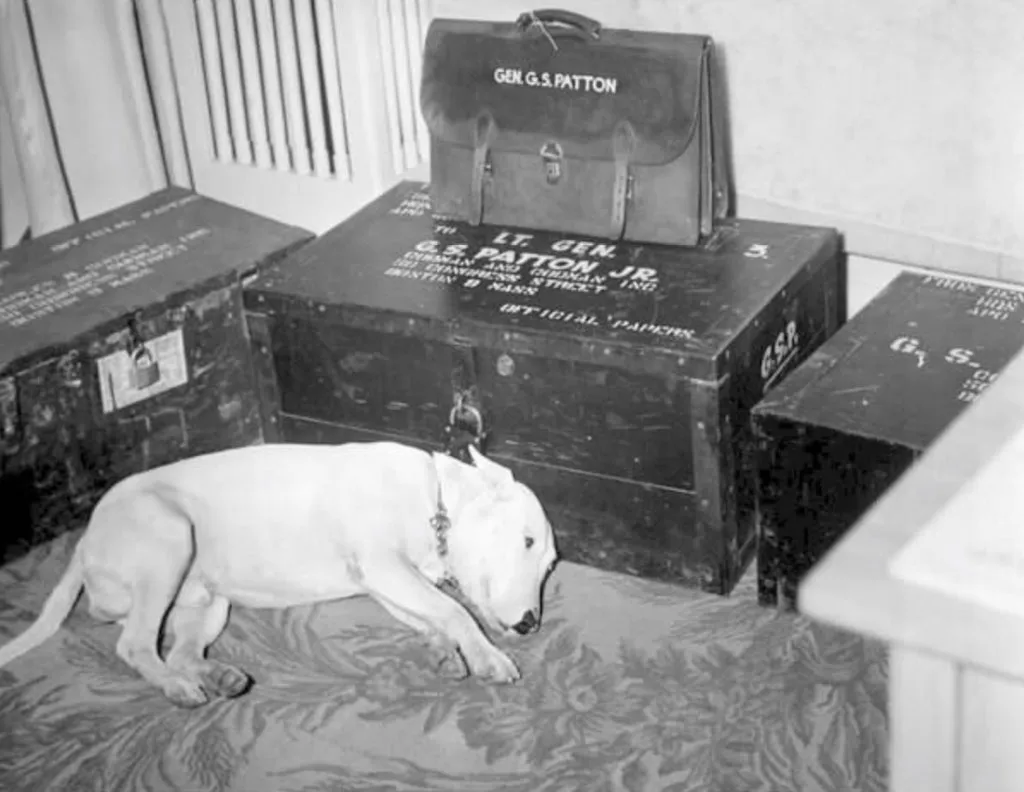 Hình ảnh chó của Tướng George S. Patton sau ngày ông mất (ngày 21 tháng 12 năm 1945)
