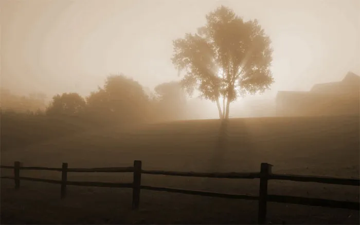 Sương mù bức xạ (Radiation fog).