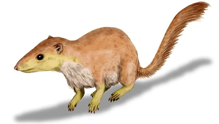 Purgatorius.