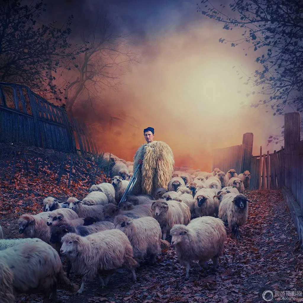 Leading the sheep - Người chăn cừu.