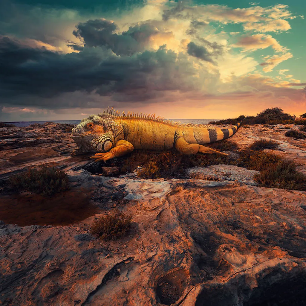 The lazy lizard - Con kỳ nhông lười nhác.