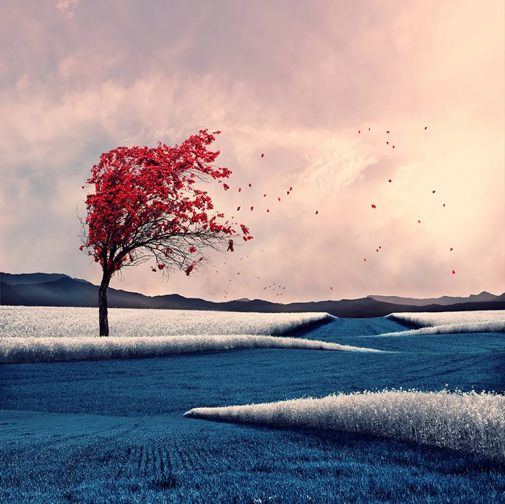 Red Tree - Một cây lá đỏ rực đứng trơ trọi giữa đồng trống làm mình liên tưởng tới cây phong trong phim The Ring