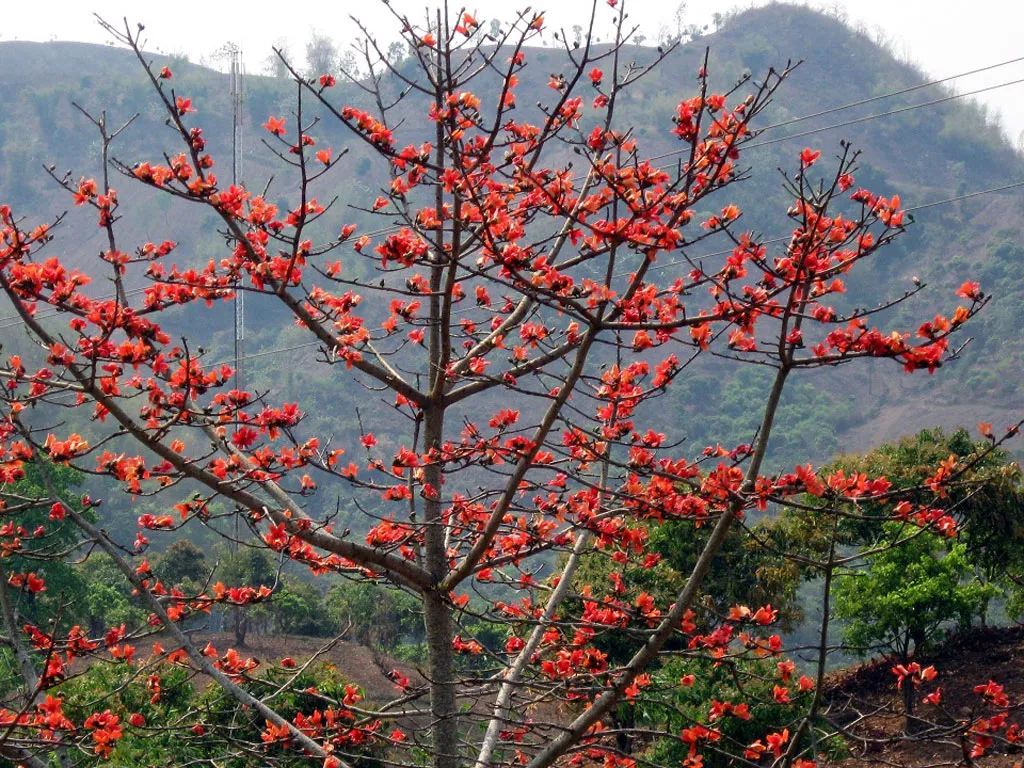 Ở các vùng quê miền Bắc nước ta cũng có cây hoa gạo màu đỏ tương tự ảnh này.