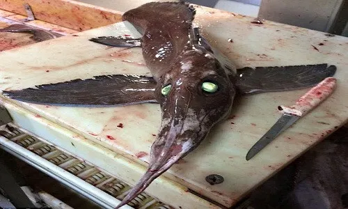 Con cá chimaera có mũi dài gần bằng cơ thể.