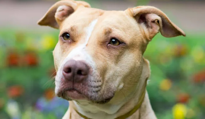 Giống chó Pit Bull Terrier của Mỹ.