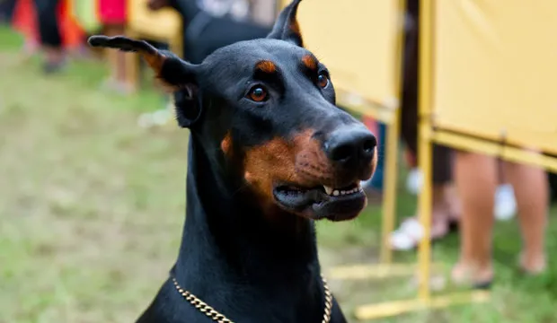 Hình ảnh của một con Doberman Pinscher tiêu biểu.