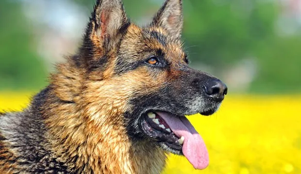 Shepherd của Đức cũng là giống chó hung hãn, chỉ đứng sau Pit Bull Terrier về số lượng vụ tấn công người.