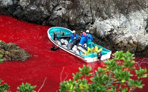Vùng biển nhuộm máu cá heo tại thị trấn Taiji.